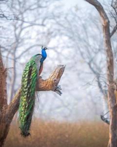 Птицы и животные в естественной среде обитания от Варуна Адитья