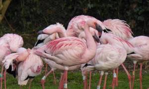 Самые яркие фламинго оказались самыми нахальными
