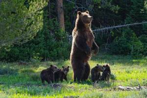 Медведица, которая за свою жизнь родила 17 медвежат