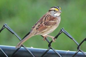Эволюция пения птиц: воробьи в Канаде выучили новую «песню»