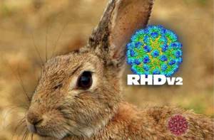 По США распространяется вирус, который приводит к гибели кроликов