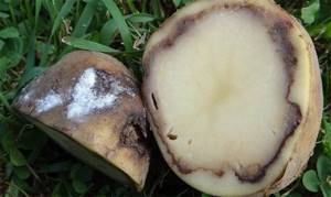 Самые удивительные среди грибов мира