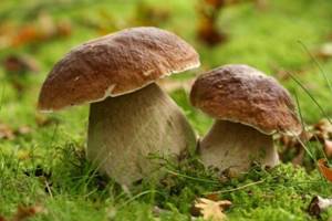Могут ли грибы спасти планету и избавить нас от болезней?
