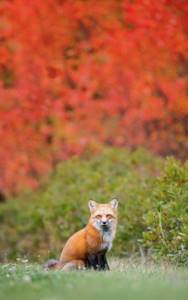 Милые и симпатичные лисы на снимках Бриттани Кроссман