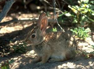 По США распространяется вирус, который приводит к гибели кроликов