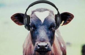 Какую музыку любят животные?