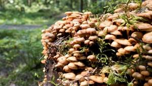 Могут ли грибы спасти планету и избавить нас от болезней?