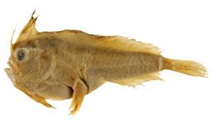 Рыба с ирокезом на голове официально признана вымершим видом