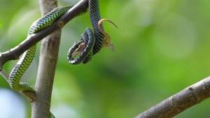 Как летающие змеи управляют своим полетом?