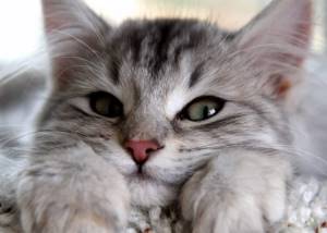 В Казахстане найдены останки одной из самых первых домашних кошек
