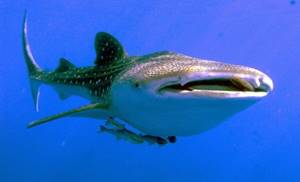 В глазах китовых акул обнаружены зубы