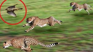 Самые быстрые животные в мире
