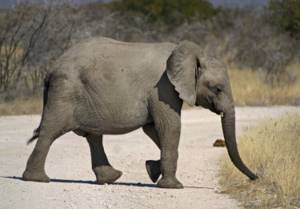 В Африке продолжают умирать слоны. Ученые уже подозревают, почему