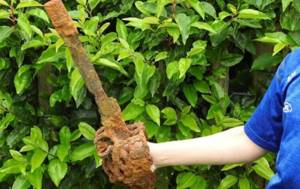 Как археолог-любитель нашел 3000-летний шотландский меч?