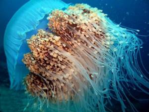 Как выглядит самая большая медуза и чем она опасна?