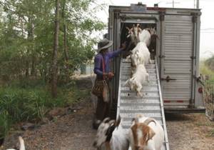 В Орегоне наняли более 200 коз, чтобы они предотвратили лесные пожары
