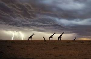 Как часто по высоким жирафам бьют молнии?