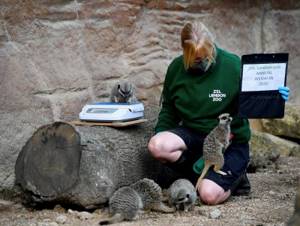 Ежегодное взвешивание и измерение животных в Лондонском зоопарке