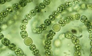 Ядовитые водоросли: какими они бывают и чем опасны?
