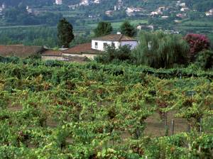Зеленое вино: что такое Vinho Verde и почему оно такое редкое (у нас)