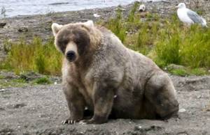 Как выглядит самый толстый медведь?