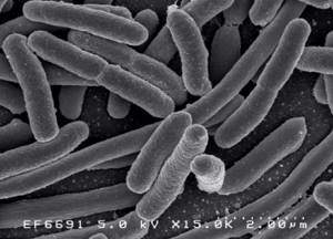 Могут ли бактерии жить на куске мыла?