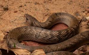 Джек-потрошитель: как выглядит самая жестокая змея в мире?