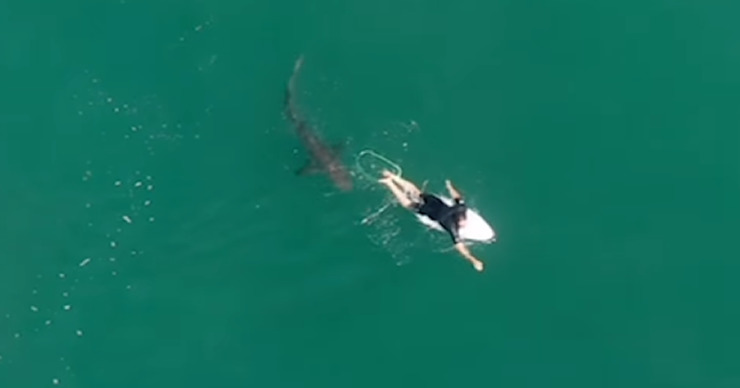 Дрон предупредил серфера о приближении двухметровой акулы