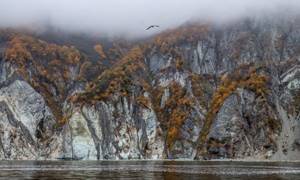Экологическая катастрофа: у побережья Камчатки погибло 95% морских обитателей