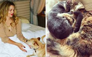 25 знаменитостей, которые взяли животных из приютов или спасли их от бездомной жизни