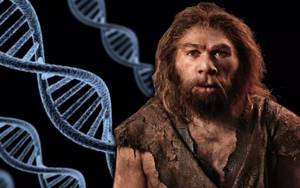 Как воевали неандертальцы?