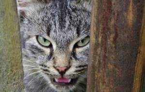 Чем опасны кошки и какие из них самые агрессивные?
