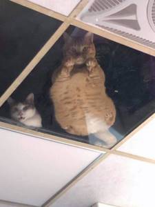 Стеклянный потолок в магазине атаковали коты, получившие славу пушистых секьюрити