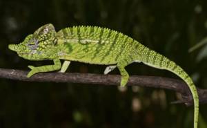 На Мадагаскаре найдены «вымершие» виды хамелеонов. Почему их было трудно найти?