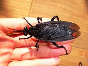 Топ-10: Крупнейшие насекомые в мире, которых вы до сих пор наверняка не видели
