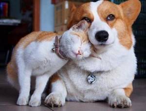 Примеры неожиданной любви и дружбы животных
