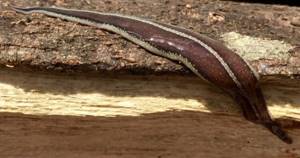 Как самые большие черви могут навредить природе?