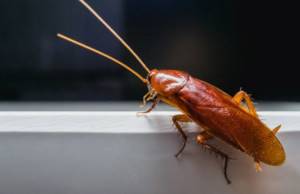 Что произойдет, если тараканы полностью вымрут?