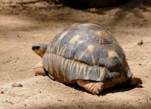 Самые старые черепахи в мире, попавшие в Книгу Рекордов