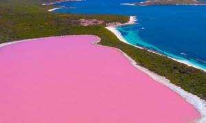 Почему озеро Хиллиер окрашено в розовый цвет?