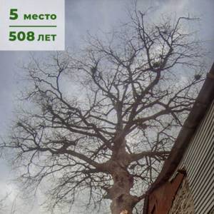 Где находятся самые старые деревья России и сколько им лет?