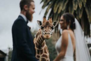 Лучшие свадебные снимки с конкурса Junebug Weddings 2020