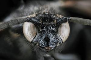 Почему мух привлекают неприятные запахи?