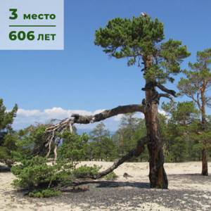 Где находятся самые старые деревья России и сколько им лет?