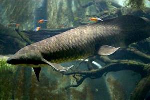 
        Обитающая в Австралии рыба обладает рекордно длинным геномом            