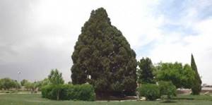 Топ-7: Самые старые деревья на Земле