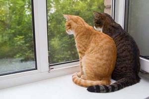 
        Почему кошки начинают «стрекотать» при виде птиц            