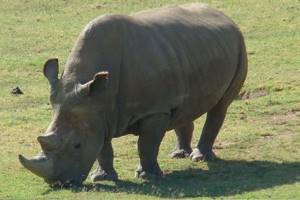 
        В Кении возрождают северного белого носорога            
