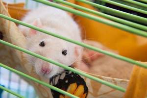 
        Немецкие ученые вернули подвижность парализованным мышам            