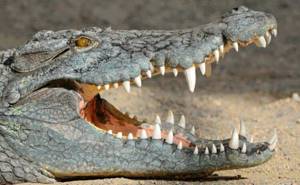 Почему крокодилы почти не изменились со времен динозавров?